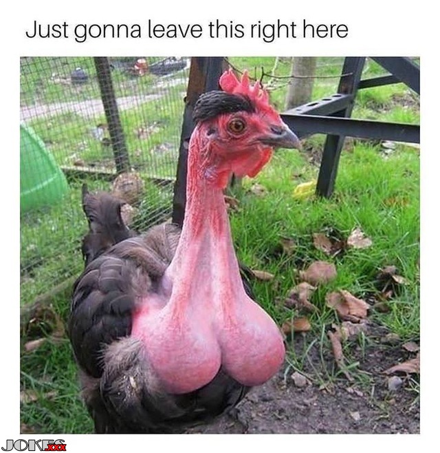 Chicken - jokes porn, adult & sex